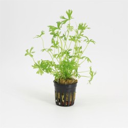 Ranunculus Aquatilus