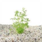 Ranunculus Aquatilus