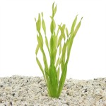 Vallisneria Asiatica