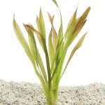 Vallisneria Giganthea