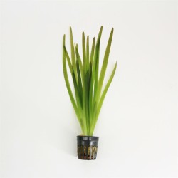 Vallisneria Giganthea Rubra