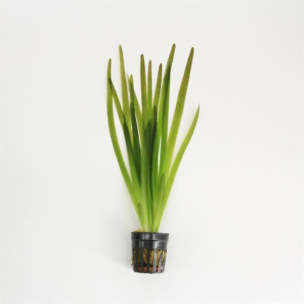 Vallisneria Giganthea Rubra