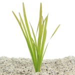 Vallisneria Giganthea Rubra