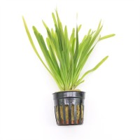 Vallisneria Spiralis Vallisneria Spiralis