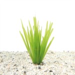Vallisneria Spiralis