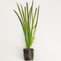 Vallisneria Spiralis Rood