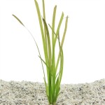 Vallisneria Spiralis Rood