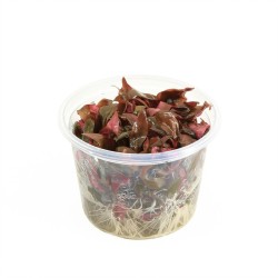 Alternanthera Minima - In Vitro