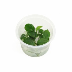 Anubias Nangi - In Vitro