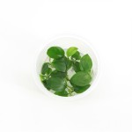 Anubias Nangi - In Vitro
