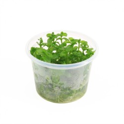 Bacopa Caroliniana - In Vitro