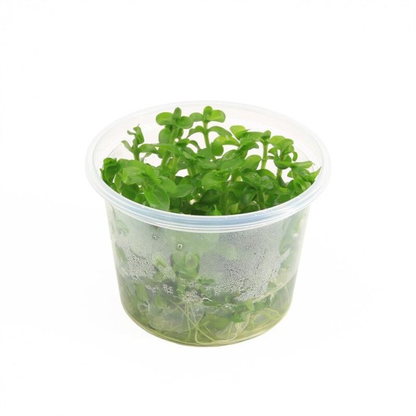 Bacopa Caroliniana - In Vitro