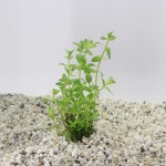 Bacopa Caroliniana - In Vitro