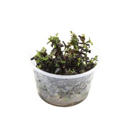 Bacopa Salzmanni Purple - In Vitro