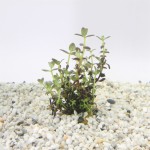 Bacopa Salzmanni Purple - In Vitro