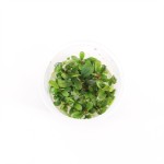 Bucephelandra Special Green - In Vitro