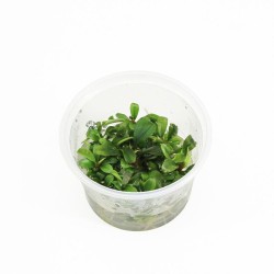 Bucephelandra Special Green - In Vitro
