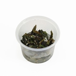 Bucephelandra Special Red - In Vitro