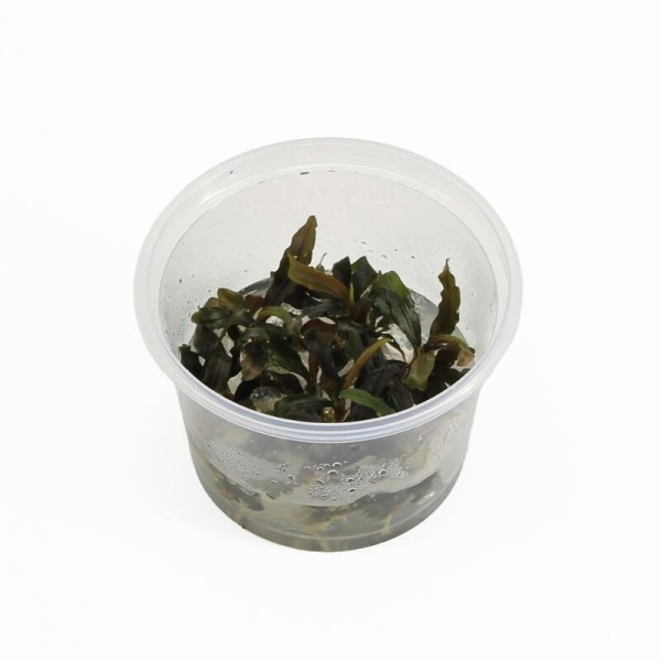 Bucephelandra Special Red - In Vitro