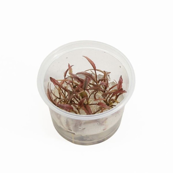Cryptocoryne Flamingo - In Vitro