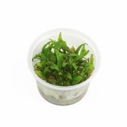 Cryptocoryne Green Gecko - In Vitro