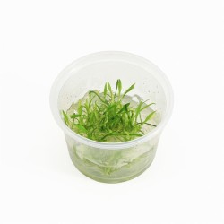 Cryptocoryne Parva - In Vitro