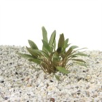 Cryptocoryne Petchii Pink - In Vitro