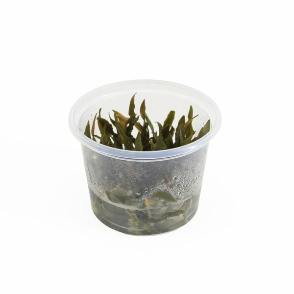 Cryptocoryne Petchii Pink - In Vitro