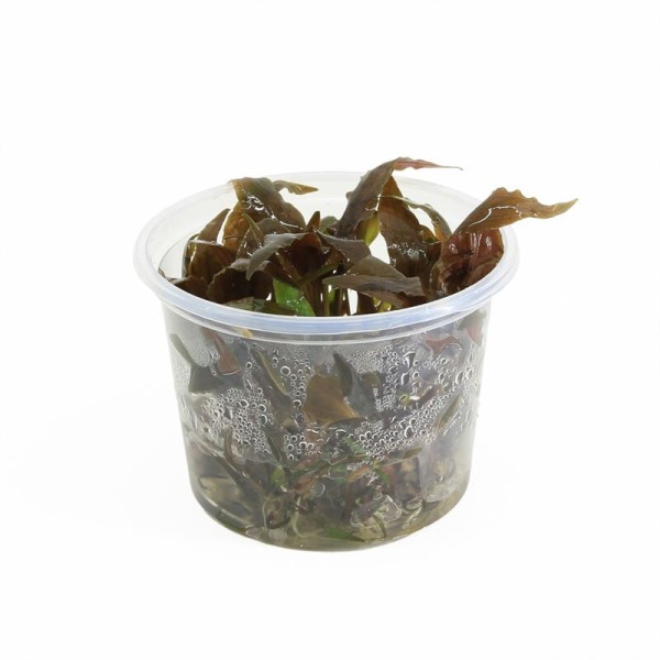 Crytpcoryne Undulatus - In Vitro