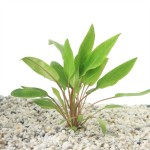 Crytpcoryne Undulatus - In Vitro