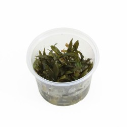 Cryptocoryne Wendtii Bruin - In Vitro