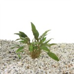 Cryptocoryne Wendtii Bruin - In Vitro