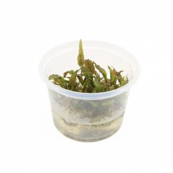 Cryptocoryne Willissii - In Vitro