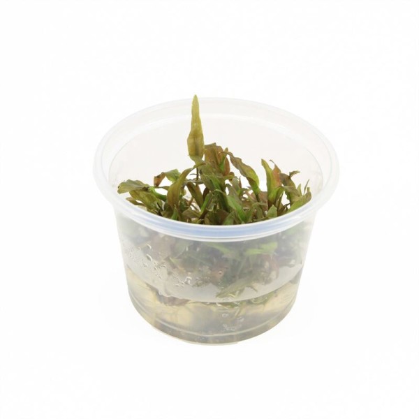 Cryptocoryne Willissii - In Vitro