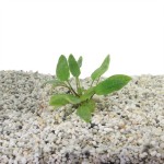 Cryptocoryne Willissii - In Vitro