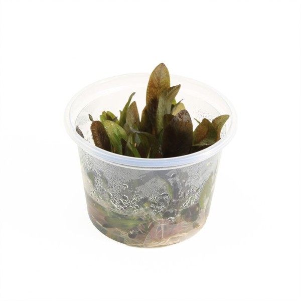 Echinodorus Reni - In Vitro