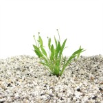 Echinodorus Tenellus - In Vitro