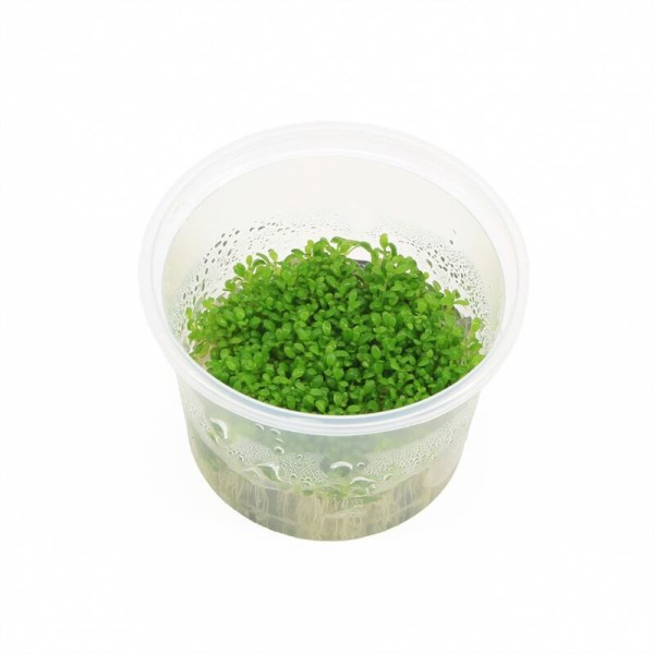 Elatine Hydropiper - In Vitro