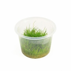Eleocharis Minima - In Vitro