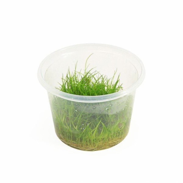 Eleocharis Minima - In Vitro