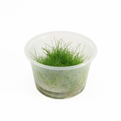 Eleocharis Parvula - In Vitro