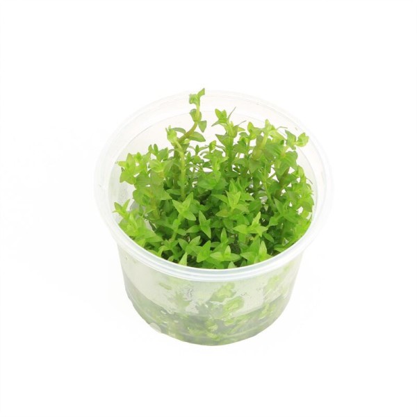 Gratiola Viscidula - In Vitro