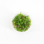 Cryptocoryne Green Gecko - In Vitro