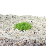 Hemianthus Callitrichoides Cuba - In Vitro