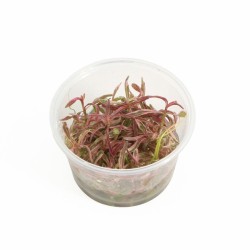 Hygrophila Chai - In Vitro