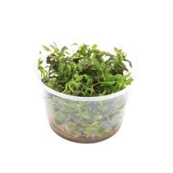 Hygrophila Triflora - In Vitro