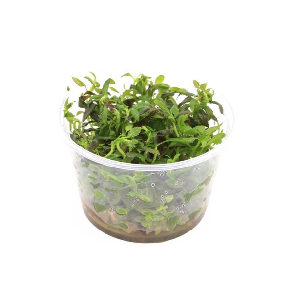 Hygrophila Triflora - In Vitro