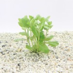 Hygrophila Triflora - In Vitro