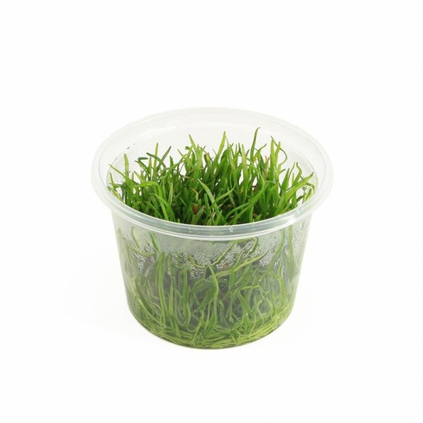 Lilaeopsis Brasiliensis - In Vitro