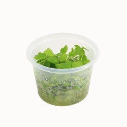 Limnobium Lavaegatum - In Vitro